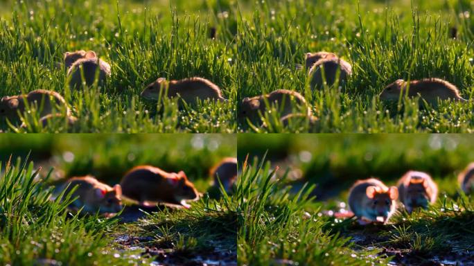 田间野外草地老鼠