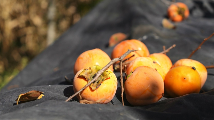 摘柿子素材合集 原创4K