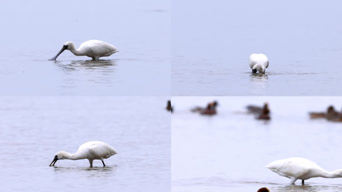 深圳湾黑脸琵鹭吃小鱼小虾