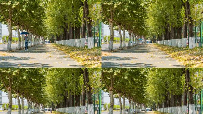 大学校园学校环境林荫小道树林