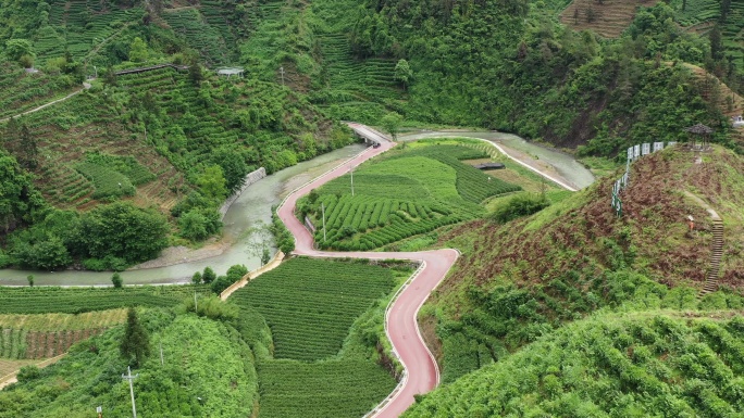 航拍湖南湘西保靖县黄金茶茶园