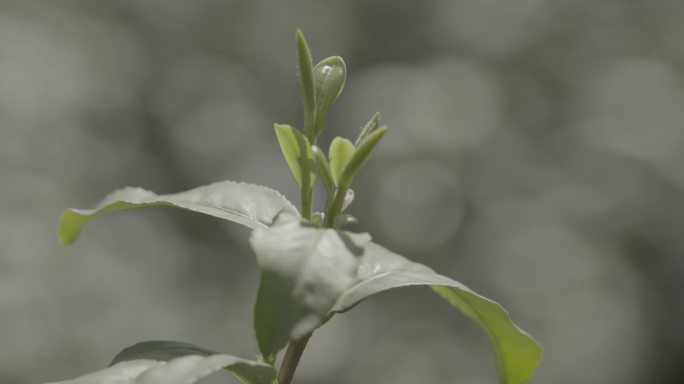 茶树幼芽茶叶采茶绿茶茶筐茶叶特写春茶