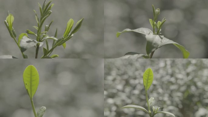 茶树幼芽茶叶采茶绿茶茶筐茶叶特写春茶