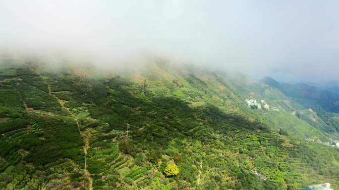 潮州凤凰山凤凰单枞茶产区日出云海航拍