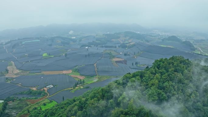 【正版素材】云南文山三七种植基地0288