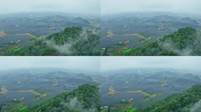 【正版素材】云南文山三七种植基地0288