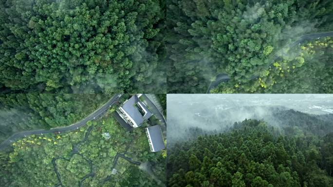 大自然生态宣传广 告片 瘴气 雨林
