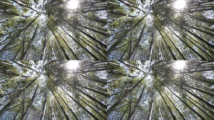 竹子竹园竹林淡竹翠竹嫩竹子春笋竹笋