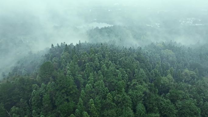 大雾弥漫 晨雾 自然美景 大雾森林树林