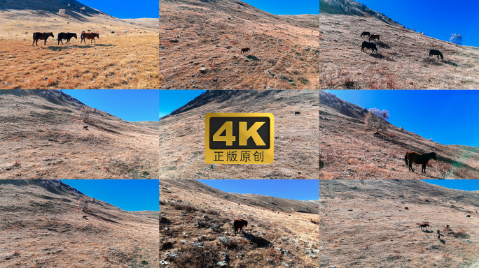 苍凉马群草原山坡蓝天牛马放牧骏马千里马