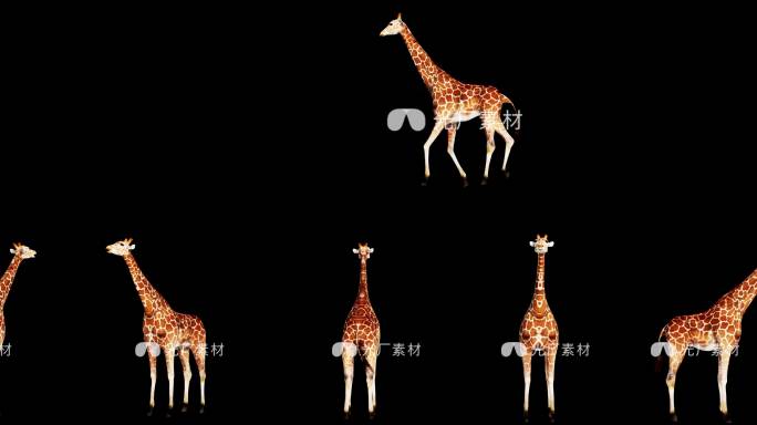 动物长颈鹿3D动画透明通道