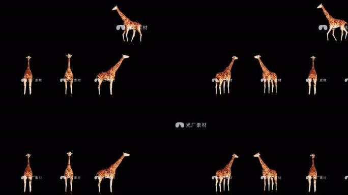动物长颈鹿3D动画透明通道