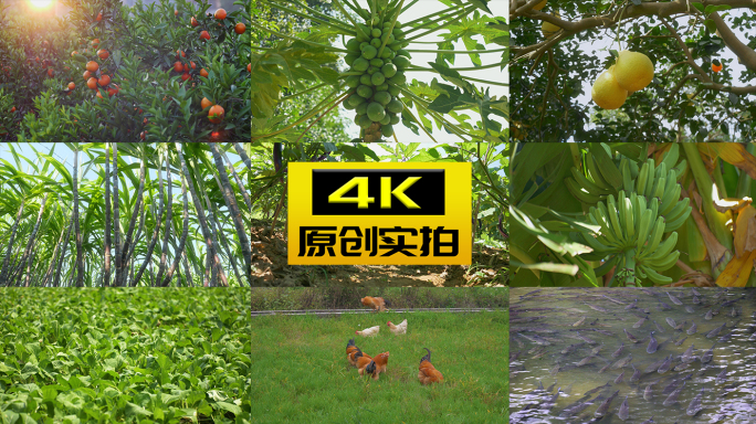 柚子柑橘甘蔗香蕉鱼鸡蔬菜养殖种植果园菜园
