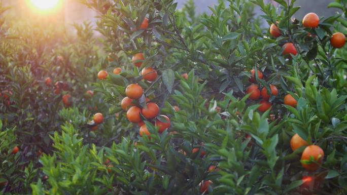 柚子柑橘甘蔗香蕉鱼鸡蔬菜养殖种植果园菜园