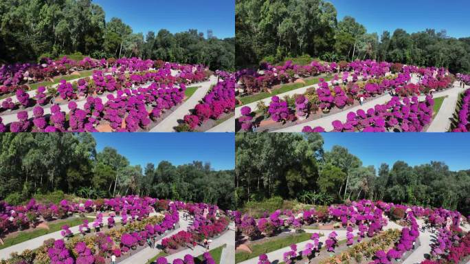 深圳莲花山簕杜鹃花展