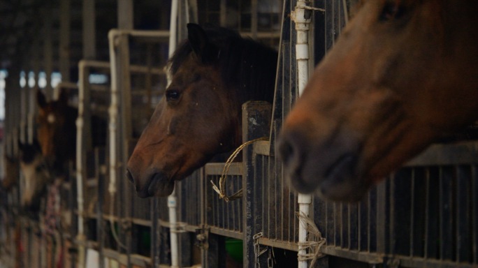 跑马场马匹高速奔跑空镜