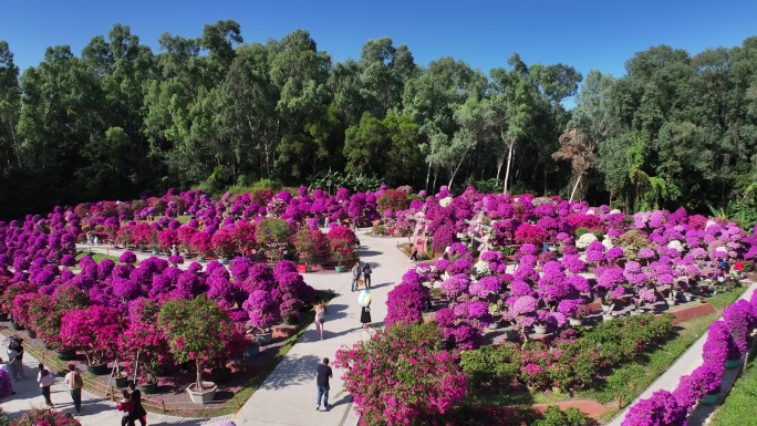 深圳莲花山簕杜鹃花展