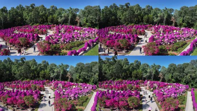 深圳莲花山簕杜鹃花展