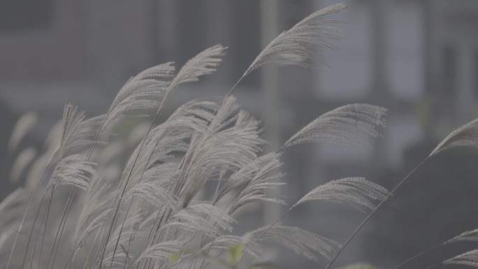 芦苇 青山 空镜头 转场 虚实变换