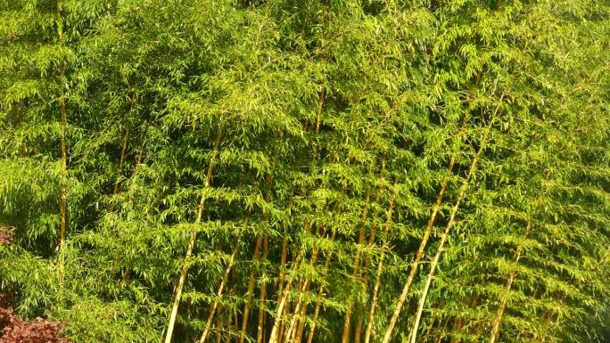 背景 - 竹林
