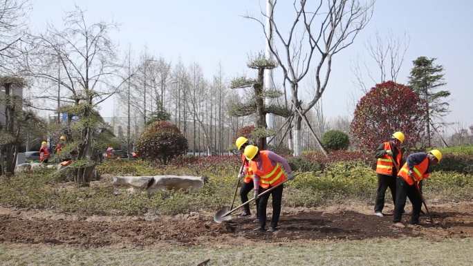 城市绿化种植草坪