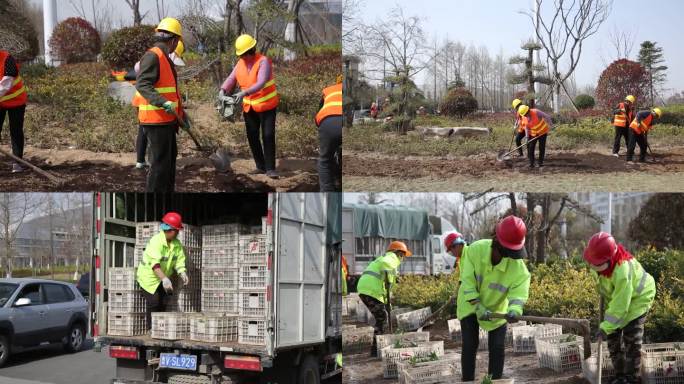 城市绿化种植草坪