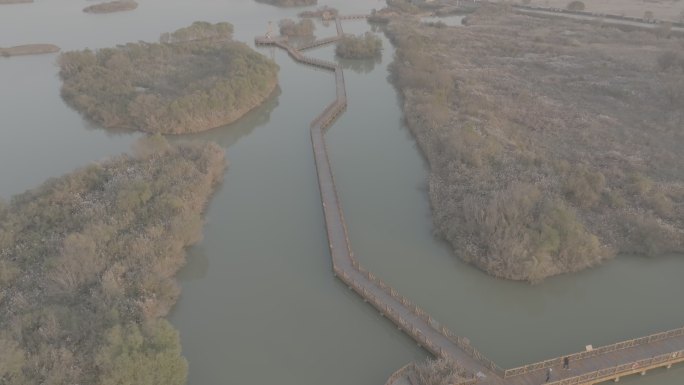 黄河母亲河中华大地山河河流黄河入海口柳林
