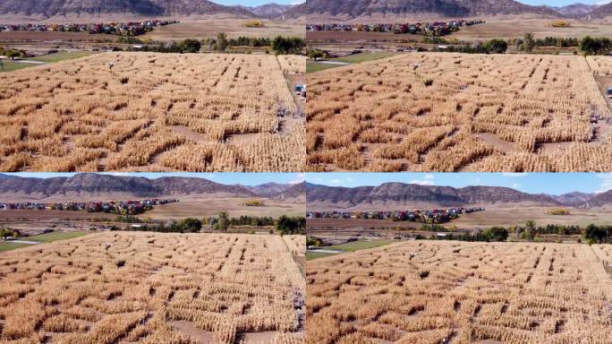 玉米迷宫的鸟瞰图