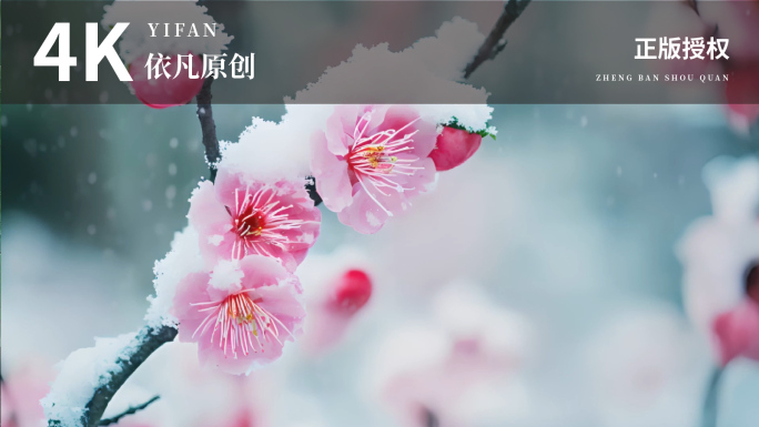 梅花 冬日雪中梅花