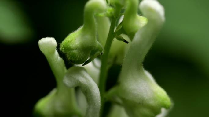 天鹅花 拟两色乌头  天鹅