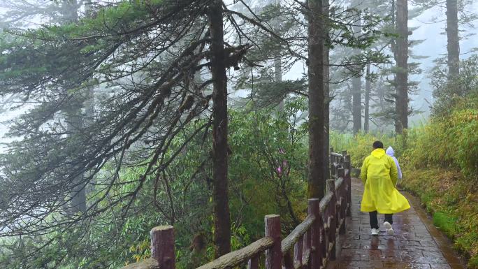 森林旅游下雨唯美雾景自然风景