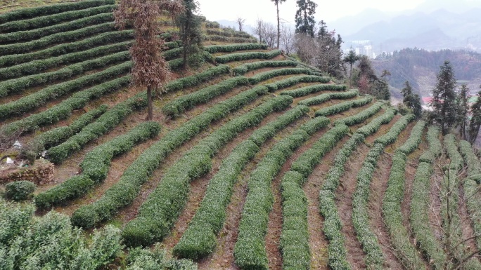 航拍湖南湘西古丈县的茶园