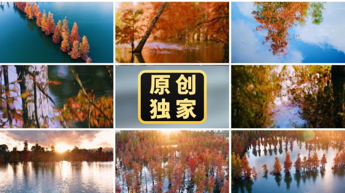 秋天唯美森林水杉湿地水上树林立秋秋分秋色