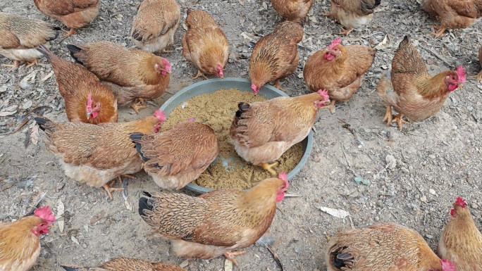 肉鸡养殖果园养鸡