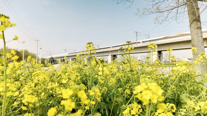 春天盛开的油菜花与运行的高铁4K高清