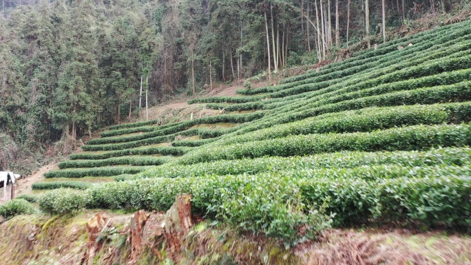 航拍湖南湘西古丈县的茶园