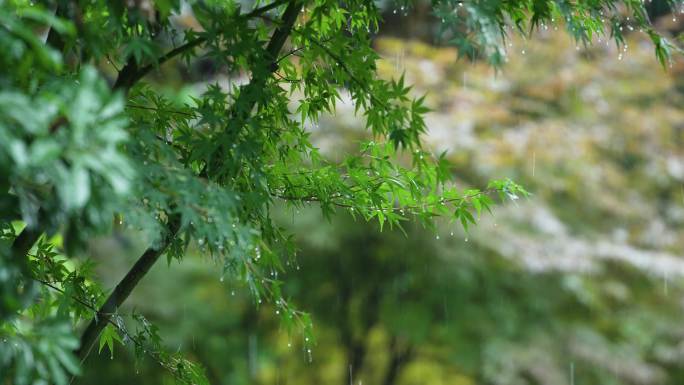 下雨天升格实拍大自然唯美雨景