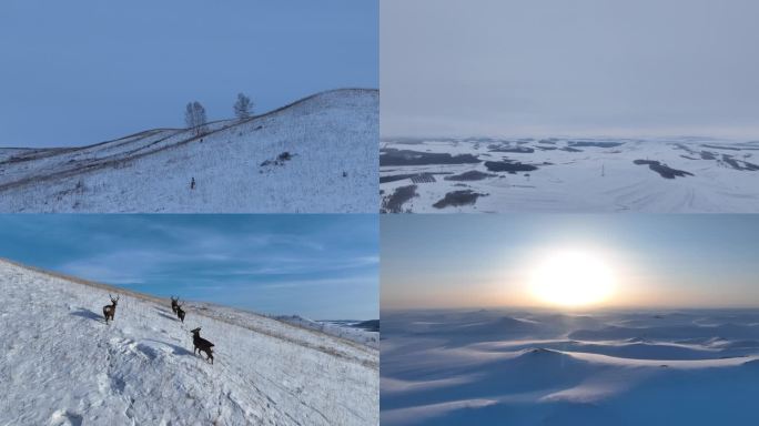 呼伦贝尔雪原和马群狍子马鹿合集