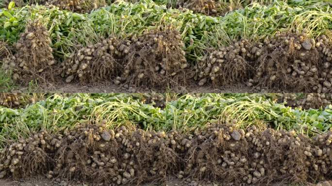 新鲜采摘的花生连根在田野里。花生植物的收获。