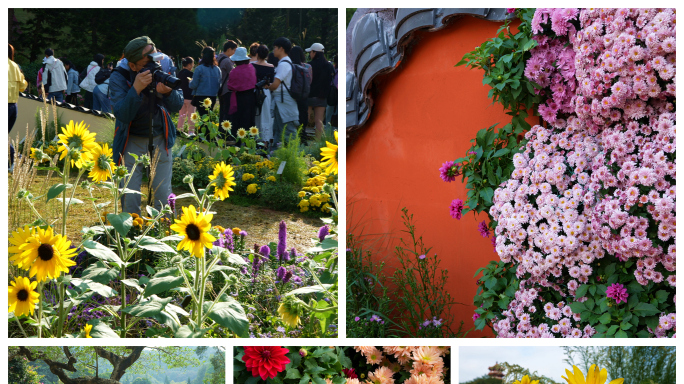 深圳仙湖植物园秋花集菊花向日葵花绣球花