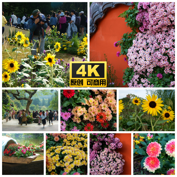 深圳仙湖植物园秋花集菊花向日葵花绣球花
