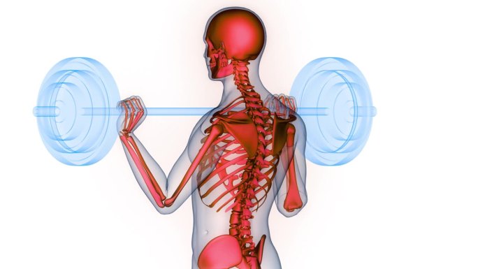 人类骨骼系统关节解剖动画概念