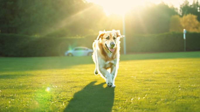 可爱的金色猎犬