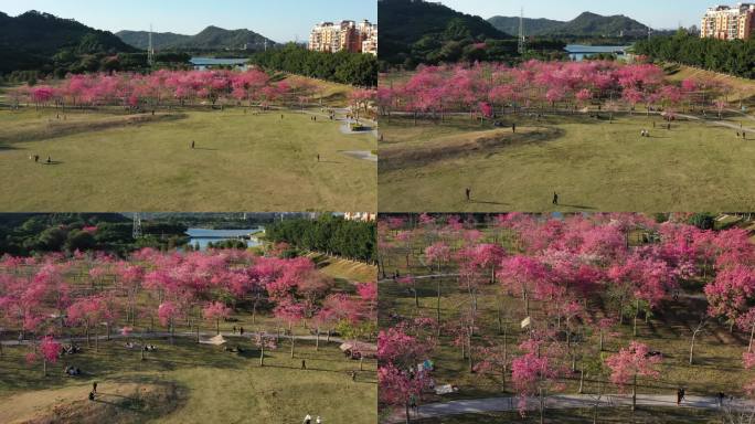 航拍广州从化风云岭坪地公园异木棉花海