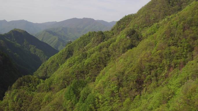 森林中的蜂箱养蜂蜜蜂山脉森林高山云雾山脉