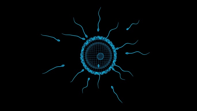 全息受精卵动画素材带通道