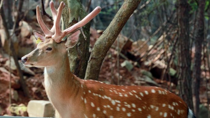 中药材鹿鹿茸鹿角