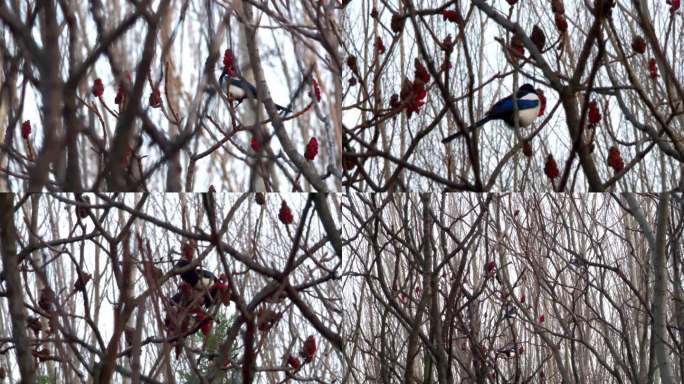 喜鹊 觅食火炬树果实的喜鹊 觅食的喜鹊