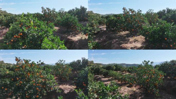 航拍赣南脐橙果园