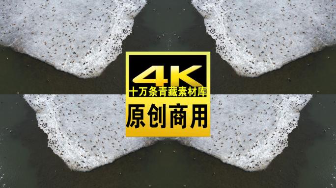 青海湖湖面冰层赤脚鸭航拍视频